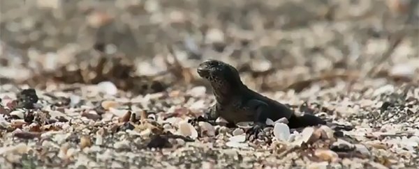 A heart-pounding video of a lizard escaping a minefield of snakes is going viral