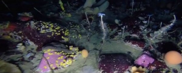 Scientists have discovered a colourful wonderland beneath the Antarctic ice