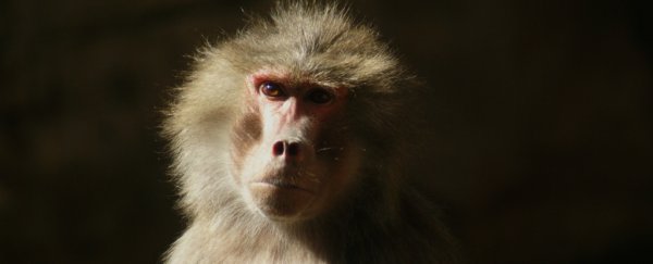 A baboon has survived nearly 3 years with a pig's heart, suggesting humans could too