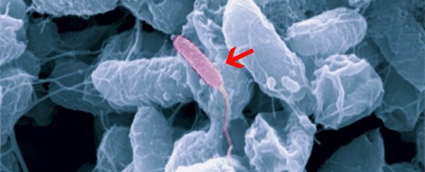 Researchers have discovered a new life form in our saliva, and it's linked to human disease