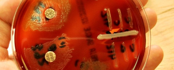 A new strain of 'flesh-eating' bacteria is spreading globally, scientists warn