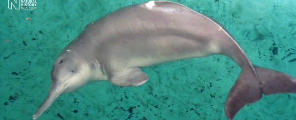 China’s 'extinct' dolphin has reportedly been spotted in the Yangtze river