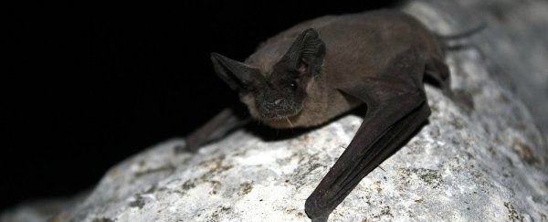 Scientists have discovered a new herpes virus in bats that could infect humans