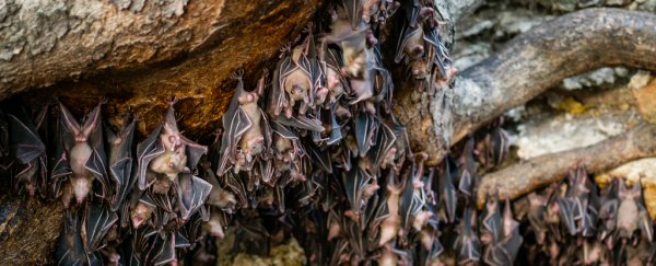 Scientists are literally digging through bat poop to reconstruct historic climate records