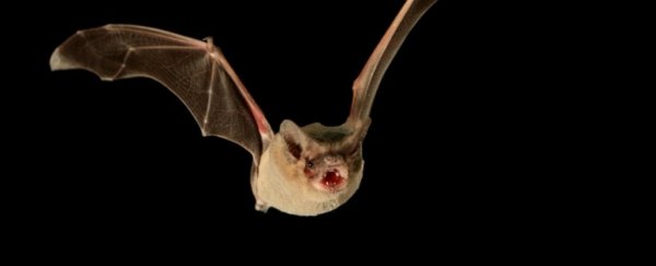 This tiny bat just smashed a decades-old record to become the fastest flier on Earth