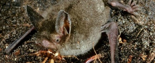 Huge bats used to walk around New Zealand on four limbs, fossils reveal