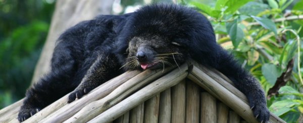 Researchers finally understand why bearcats smell like buttered popcorn