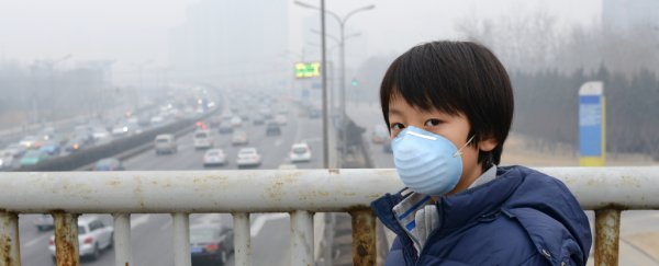 Exposure to air pollution makes rats put on weight, study finds