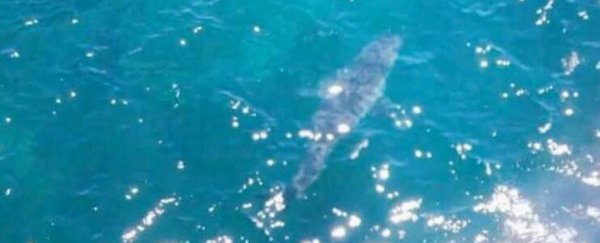 Great white shark claimed to be 7 metres (!!) spotted off the coast of Australia