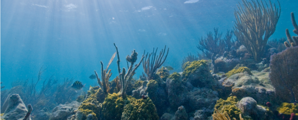 Good news: scientists have found corals that might actually survive climate change