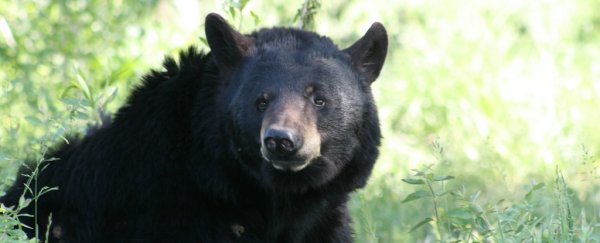 Do bears poop when they're hibernating?