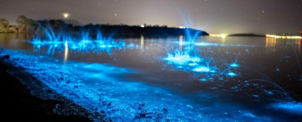 The beautiful plankton lighting up Tasmania are actually really worrying