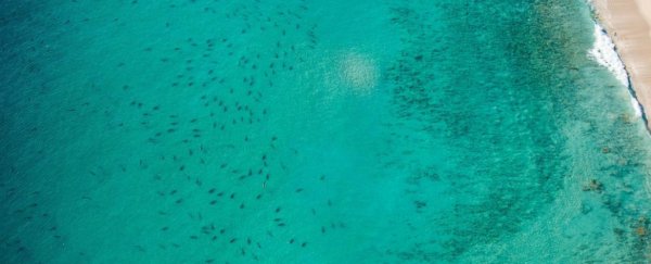 There are literally thousands of sharks swimming off Florida beaches right now