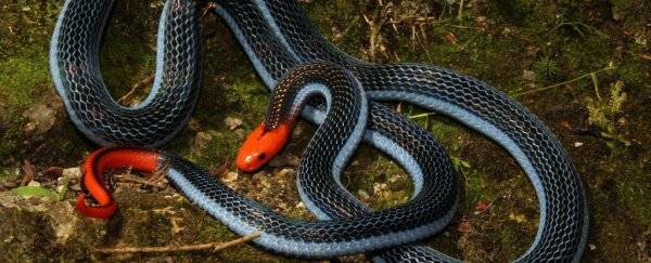The venom from this beautiful snake will murder you horribly