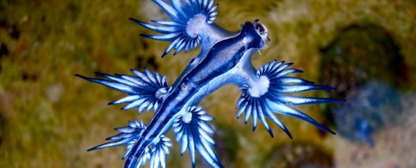 Everyone is freaking out after this beautiful nudibranch washed up in Australia