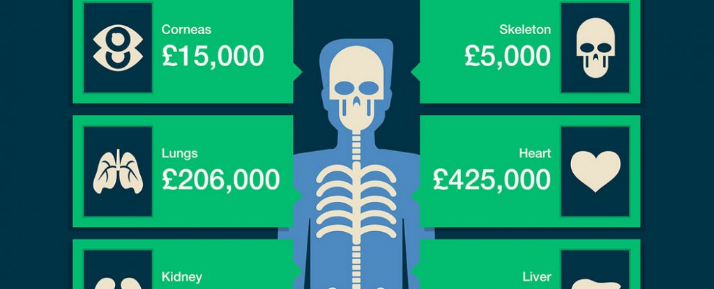 This Is How Much Your Body Is Worth