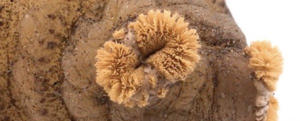 This brave scientist grew a maggot inside his skin and we can't stop watching