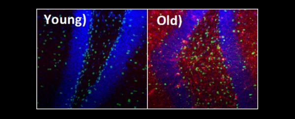 Scientists have identified a drug that rejuvenates ageing muscle and brain tissue