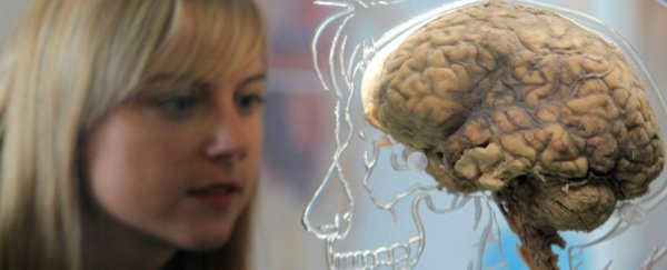 Researchers think they know how to make your brain learn like a kid again