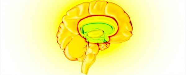 Do great mathematicians have different brains to the rest of us?