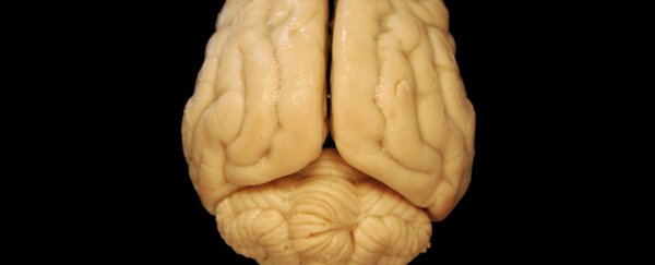 Brain scans of one-handed people are completely changing our understanding of the brain