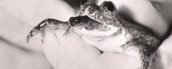 Watch: How scientists brought an extinct frog back to life
