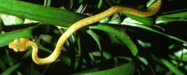 Guam S Plague Of Snakes Is Devastating The Whole Island Ecosystem