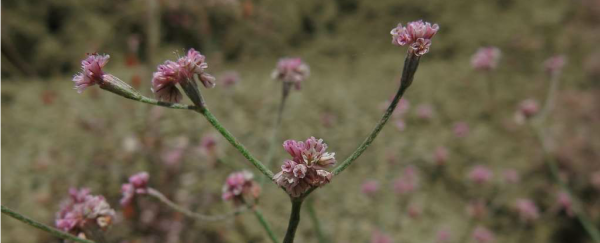 These wildflowers are so rare, botanists are keeping their location a secret
