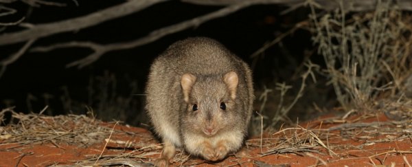 Threatened animals could be taught to avoid their predators, new research shows