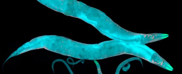 Immortality is one step closer as scientists turn off the ageing process in worms