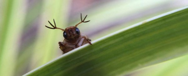 Scientists compete for world’s cutest creature with #CuteOff