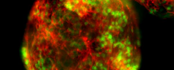Scientists have discovered an 'off' switch for the revolutionary CRISPR gene editing tool