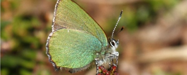 Researchers have created a super-strong optical material based on butterfly wings