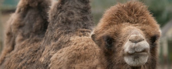 One of the common cold viruses originated in camels