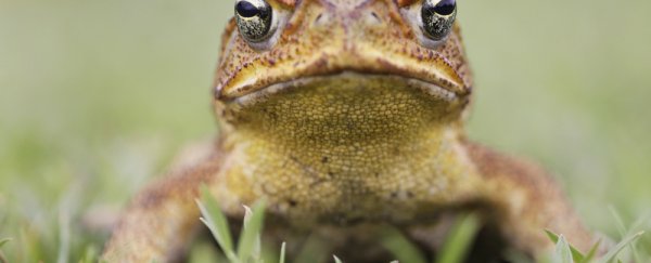 Cane toads are eating the dung beetles that keep Australia clean