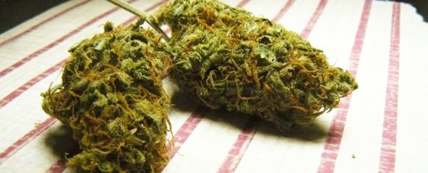 New research suggests cannabis could enhance night vision