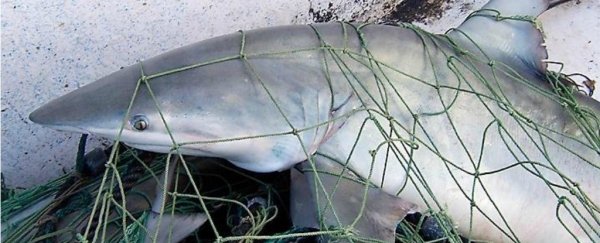 WWF buys $100,000 shark fishing licence to stop someone else from using it