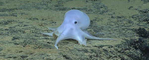 Mining could threaten that adorable ghost octopus researchers found earlier this year