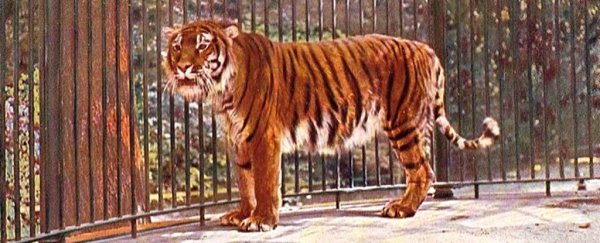 Scientists have a plan to bring back the Caspian tiger, which has been extinct for 50 years