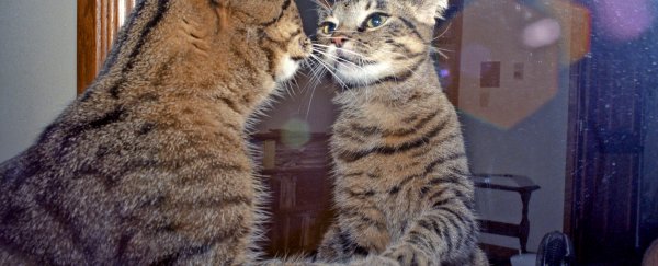 Humans aren’t the only animals that are self-aware, new study suggests