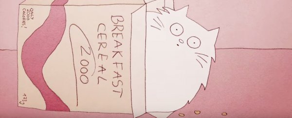 Why does your cat act so weird all the time?