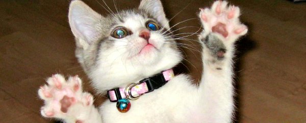 Cats seem to use the simple laws of physics to hunt down prey