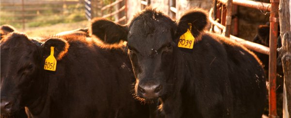 A no-slaughter leather startup just raised $53 million