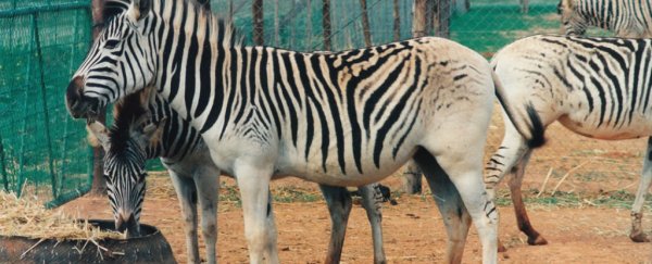 Scientists say they've revived an extinct sub-species of zebra