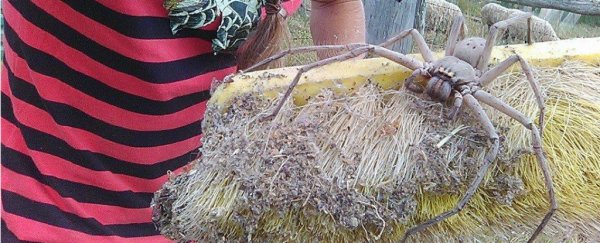 The internet is freaking out about this terrifyingly large huntsman spider