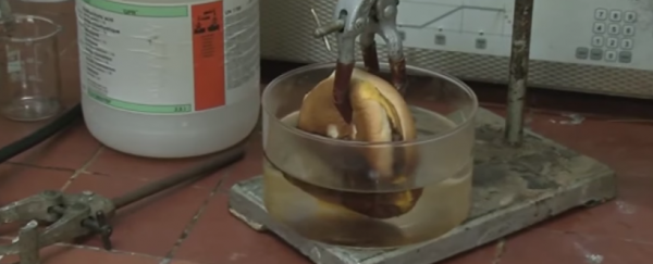 Here’s what happens to a McDonald’s cheeseburger in hydrochloric acid