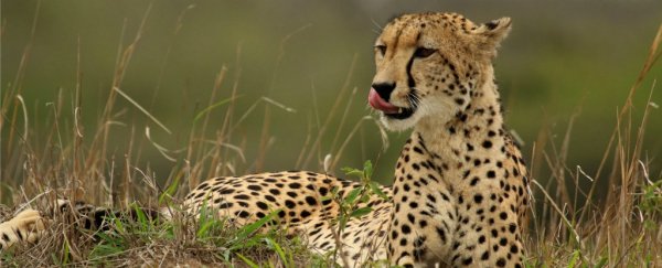 Global cheetah populations have crashed, raising new fears of extinction