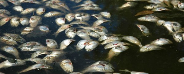 Hidden 'dead zones' in the ocean have quadrupled since the '50s, and that's really bad