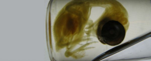 Don't forget the time scientists grew 'dinosaur legs' on a chicken