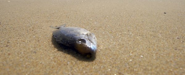 El Niño is causing tonnes of dead sea creatures to wash up in Chile